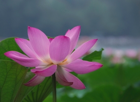 夏日粉色映日荷花盛开图片